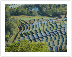 Rice field at Bajawa