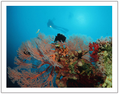 Diving package to Gili island