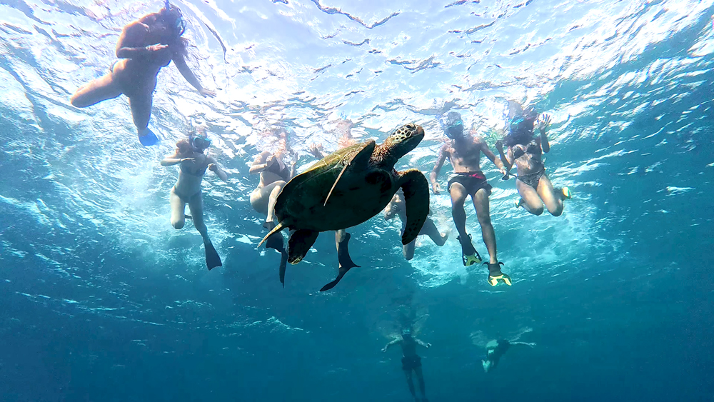 Private Snorkeling Tour Gili Trawangan