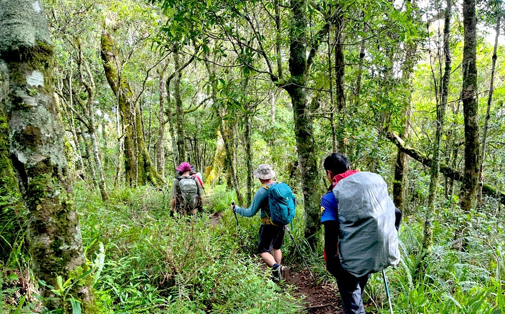 Senaru Rain forest