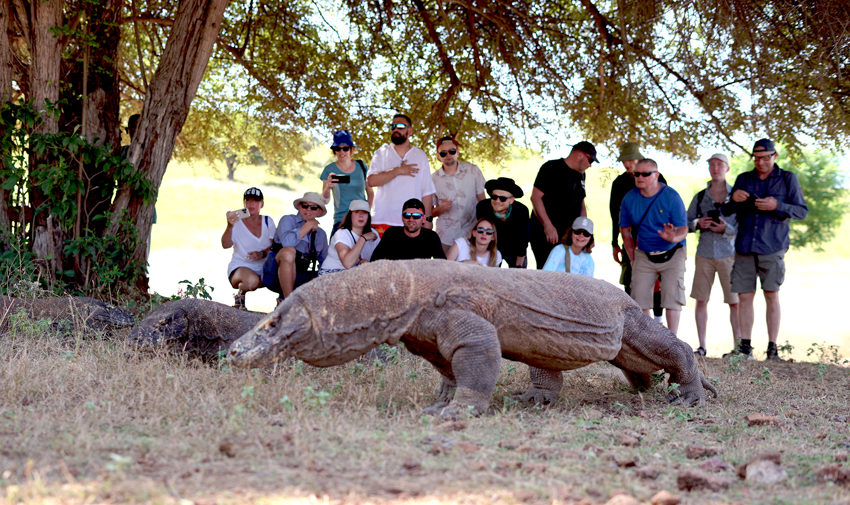 Komodo Dragon 