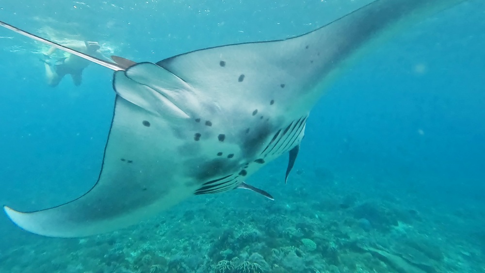 Manta Point - 2 days share Komodo trip
