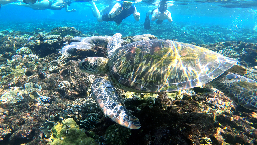 Siaba island 